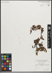 Foto von Salix retusa L.